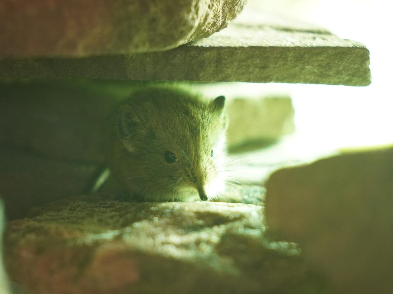 Der kleine Rüsselspringer verzückt die Besucher. Foto: Tiergarten Kleve