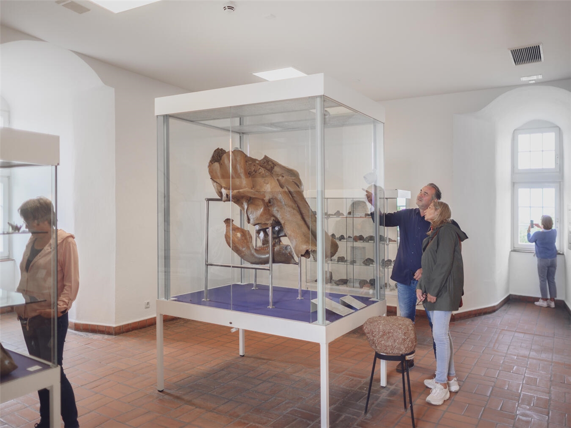 "Mammutschädel im Schwanenturm, historische Ausstellung, Fossilienfunde"