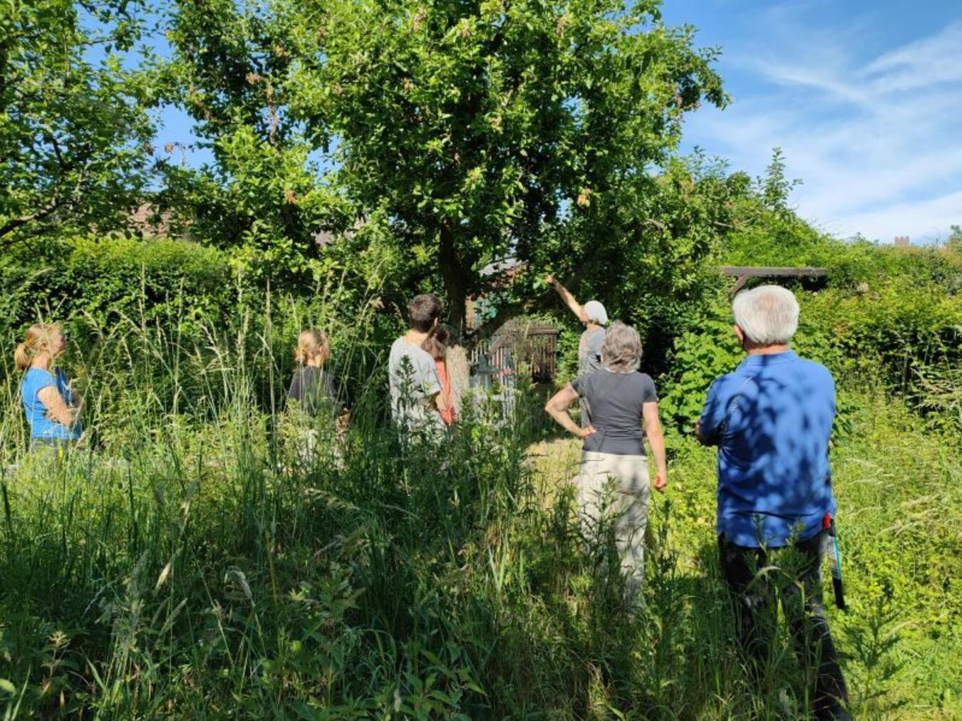 Der NABU vermittelt die korrekte Art, Bäume im Sommer zu schneiden.Foto: Naturpark-Schwalm-Nette