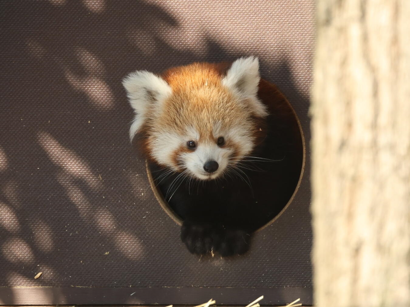 "Junger Roter Panda erkundet spielerisch seine Umgebung im Zoo"