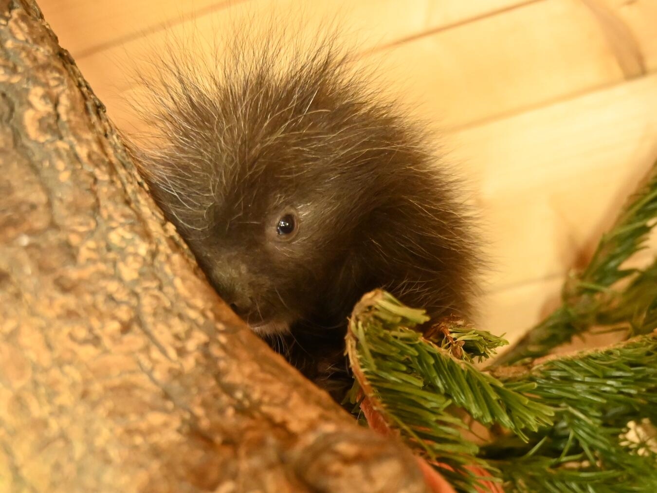 "Junger Baumstachler im Tiergarten Kleve, aufgenommen 2023, stehend auf einem Ast mit grünem Laub im Hintergrund."