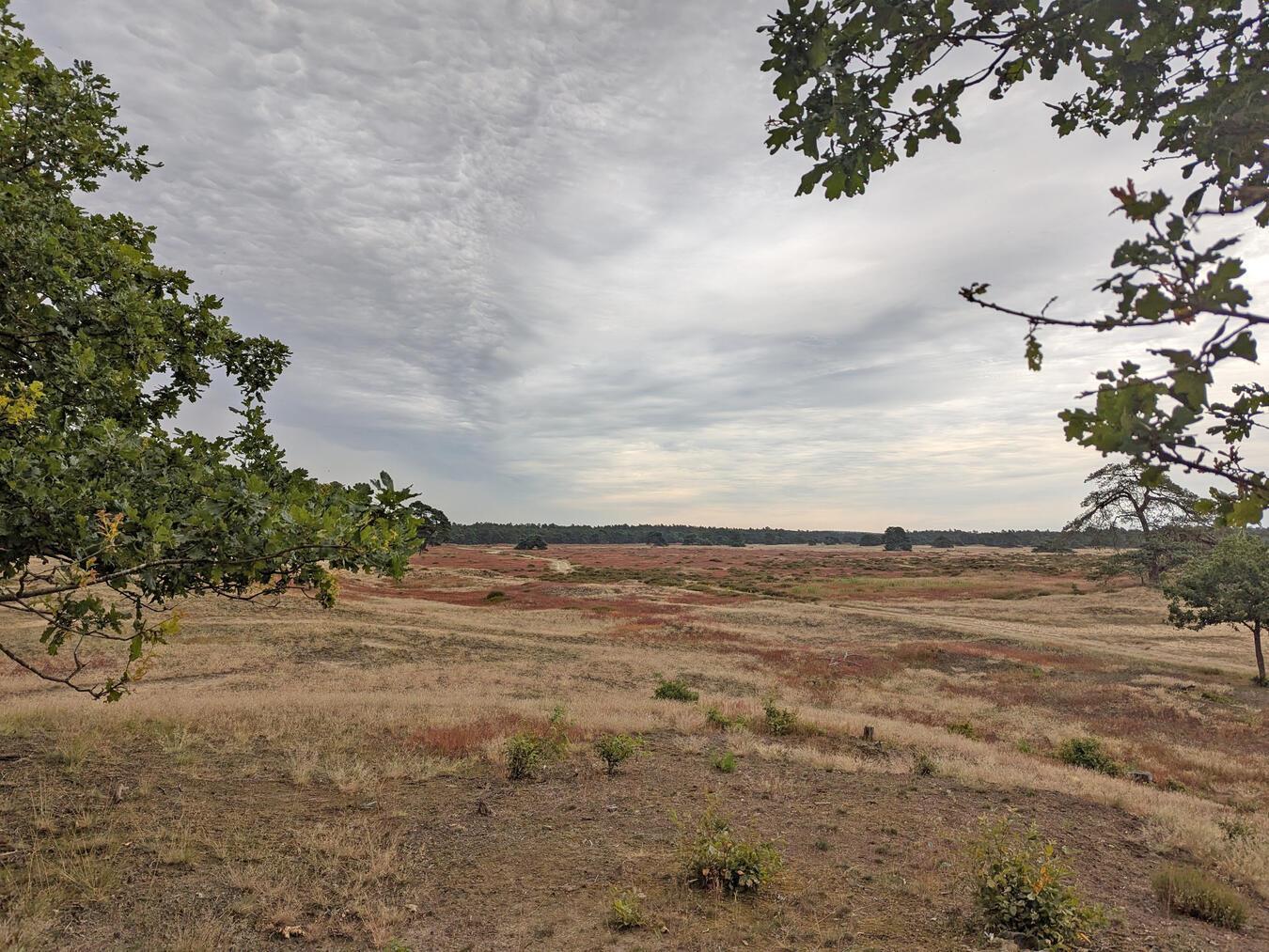 „Into the wild“ gleich nebenan Der Nationalpark Hoge Veluwe umfasst 5.400 Hektar pure Natur mit Wäldern, Heide, Sand und Mooren. NN-Foto: Verena Schade