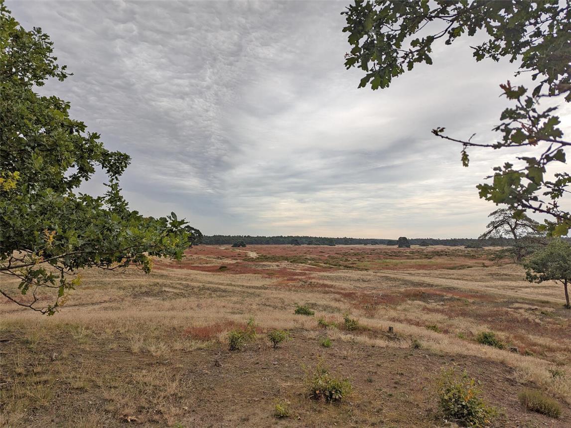 Der Nationalpark Hoge Veluwe umfasst 5.400 Hektar pure Natur mit Wäldern, Heide, Sand und Mooren. NN-Foto: Verena Schade