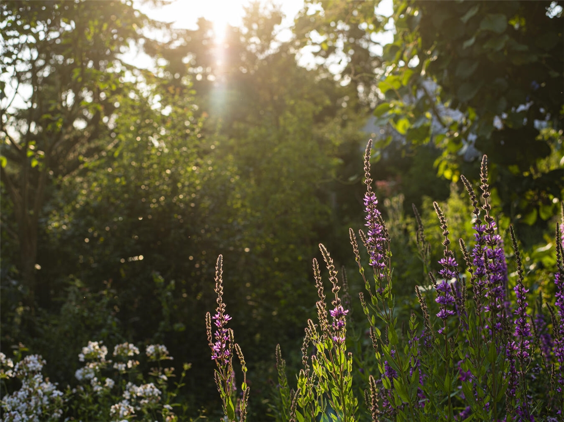 "Blühender Naturgarten Hortus Passerrum Rheni Inferioris bei Wiedereröffnung"