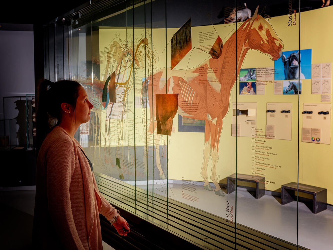 Der Pferde-Erlebnistag lädt Familien dazu ein, Pferde mit allen Sinnen zu entdecken, Wissenswertes über die Tiere zu erfahren und einen erlebnisreichen Tag im Museum zu verbringen. Foto: Daniel Morsey