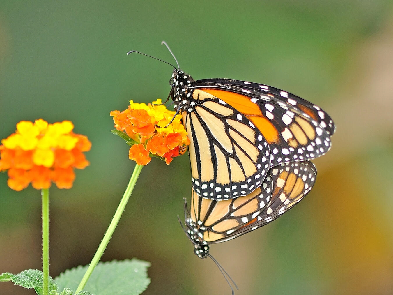 Der SchmetterlingsDschungel im Zoo Krefeld startet an diesem Wochenende, 28. und 29. März, wieder in die Schmetterlingssaison. Foto: Vera Gorissen