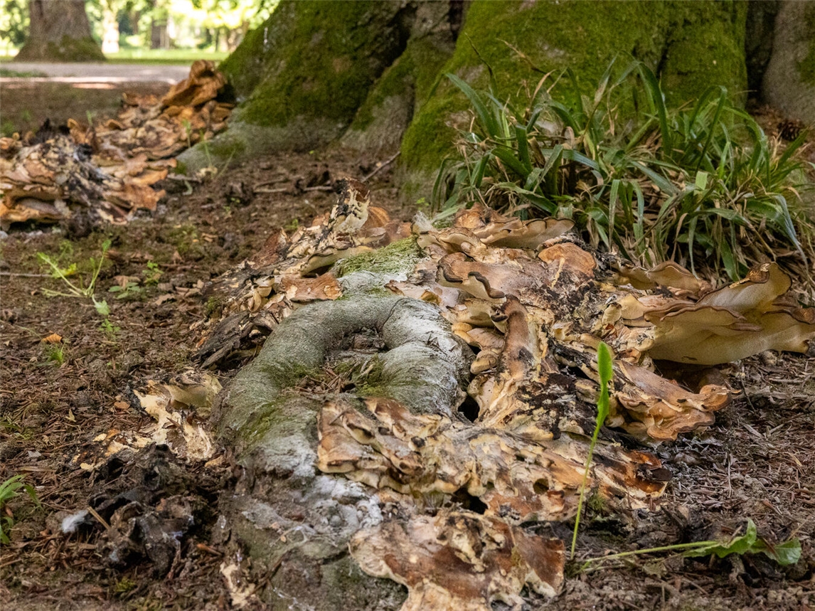 Der sogenannte Riesenporling hat die Wurzelansätze des beeindruckenden Baumes, der gegenüber dem Museum Kurhaus steht, stark geschädigt. Foto: Stadt Kleve