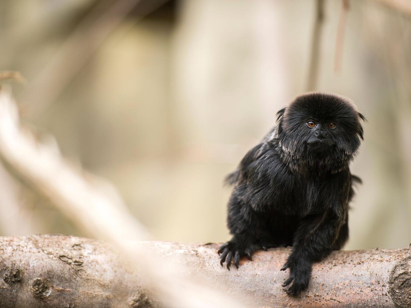 Der Springtamarin ist eine kleine und agile Affenart aus dem Regenwald Südamerikas. Foto: Hof van Eckberge/Marcus Propach