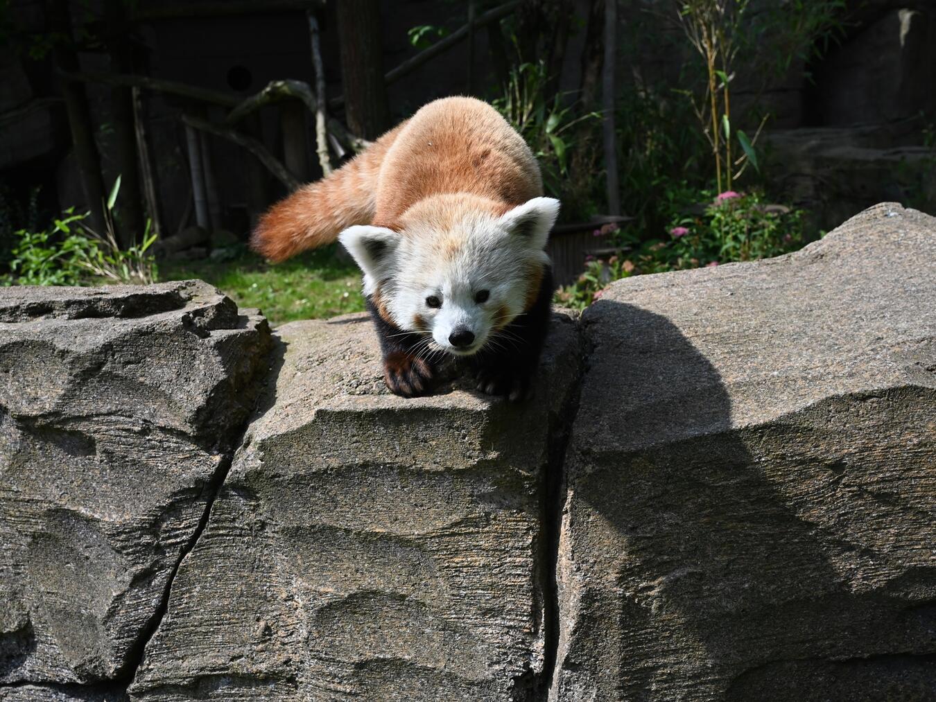 Der Tiergarten beteiligt sich auch am Europäischen Erhaltungszuchtprogramm für Rote Pandas und unterstützt ein Artenschutzprojekt in Nepal. Foto: Tiergarten Kleve