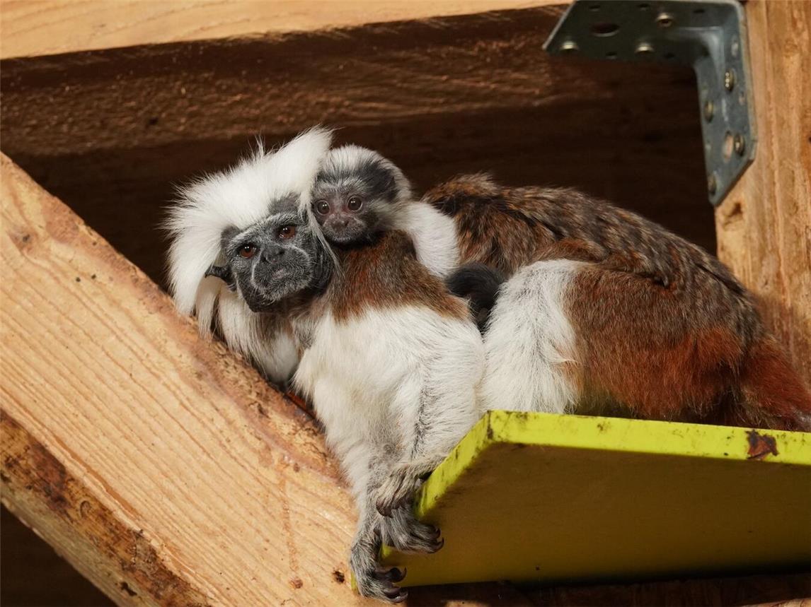 Der Tiergarten Kleve freut sich derzeit über Nachwuchs bei den vom Aussterben bedrohten Lisztaffen. Foto: Tiergarten Kleve