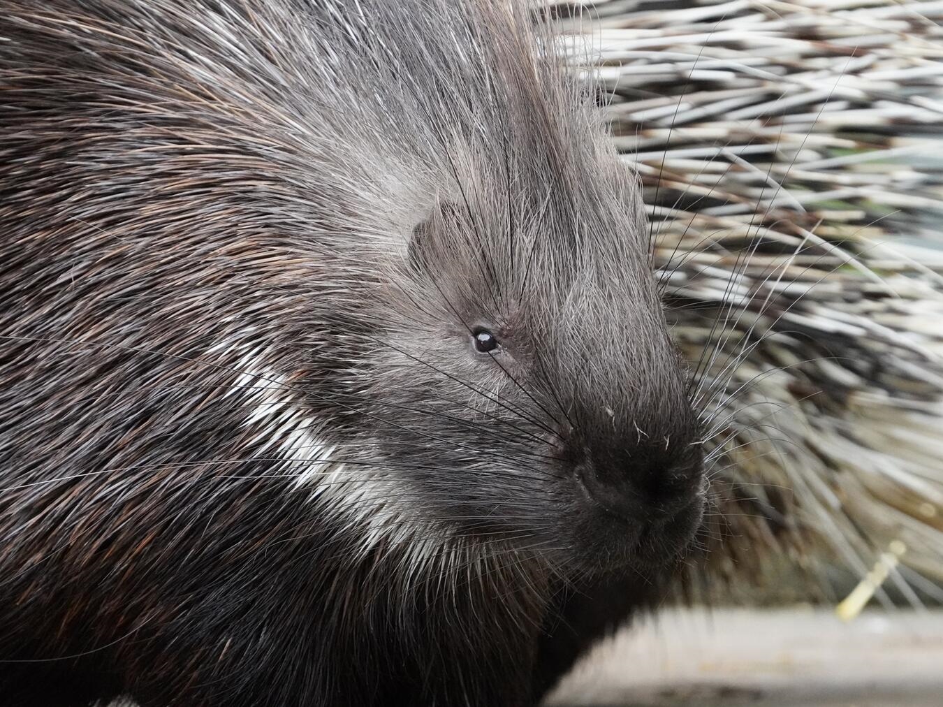 Der Tiergarten Kleve hat gemeinsam mit der Vetsuisse-Fakultät der Universität Zürich aktuelle Forschungsergebnisse zur Haltung von Stachelschweinen in europäischen Zoos veröffentlicht. Foto: Tiergarten Kleve