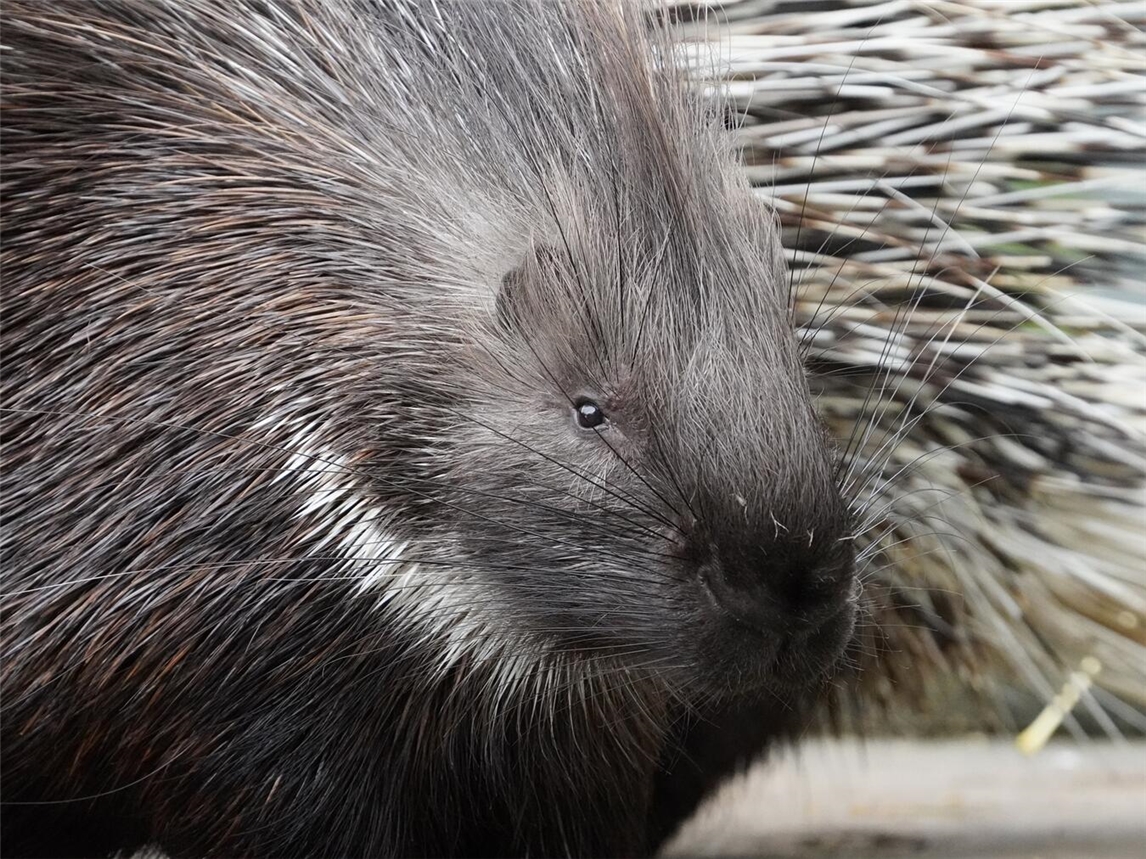 Der Tiergarten Kleve hat gemeinsam mit der Vetsuisse-Fakultät der Universität Zürich aktuelle Forschungsergebnisse zur Haltung von Stachelschweinen in europäischen Zoos veröffentlicht. Foto: Tiergarten Kleve