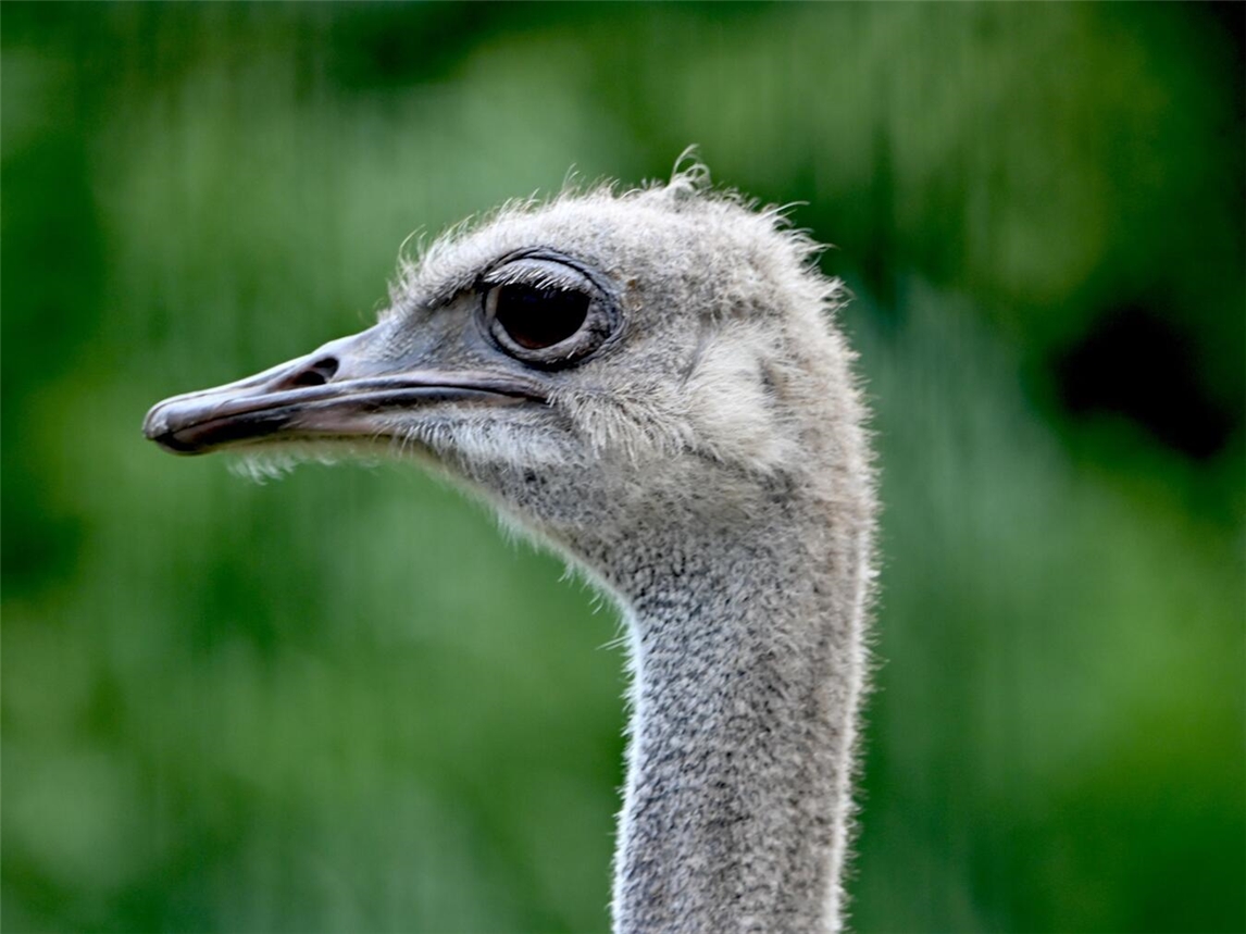 Der Tiergarten lädt auch in diesem Jahr während der gesamten Weihnachtsferien zu winterlichen Entdeckungstouren ein. Foto: Tiergarten Kleve