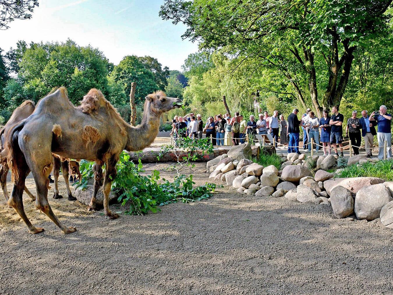 Der Umbau der Trampeltieranlage ist das bisher größte Projekt in der 66-jährigen Geschichte des Tiergartens gewesen. NN-Foto: Rüdiger Dehnen