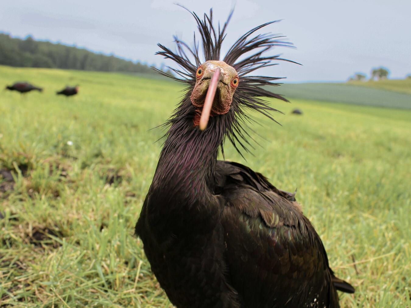 Der Waldrapp, ein sehr seltenes Tier und vom Aussterben bedroht. Foto: privat