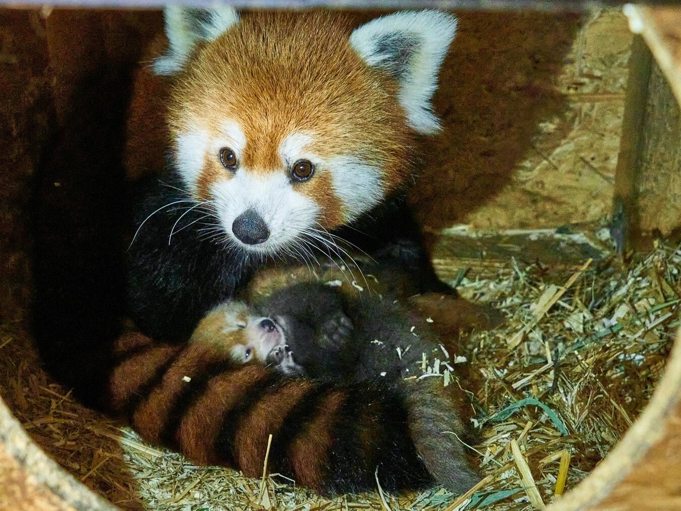 "Zwei Tigerjunge in Wurfhöhle mit Mutter Kamala, geschützt und sicher"