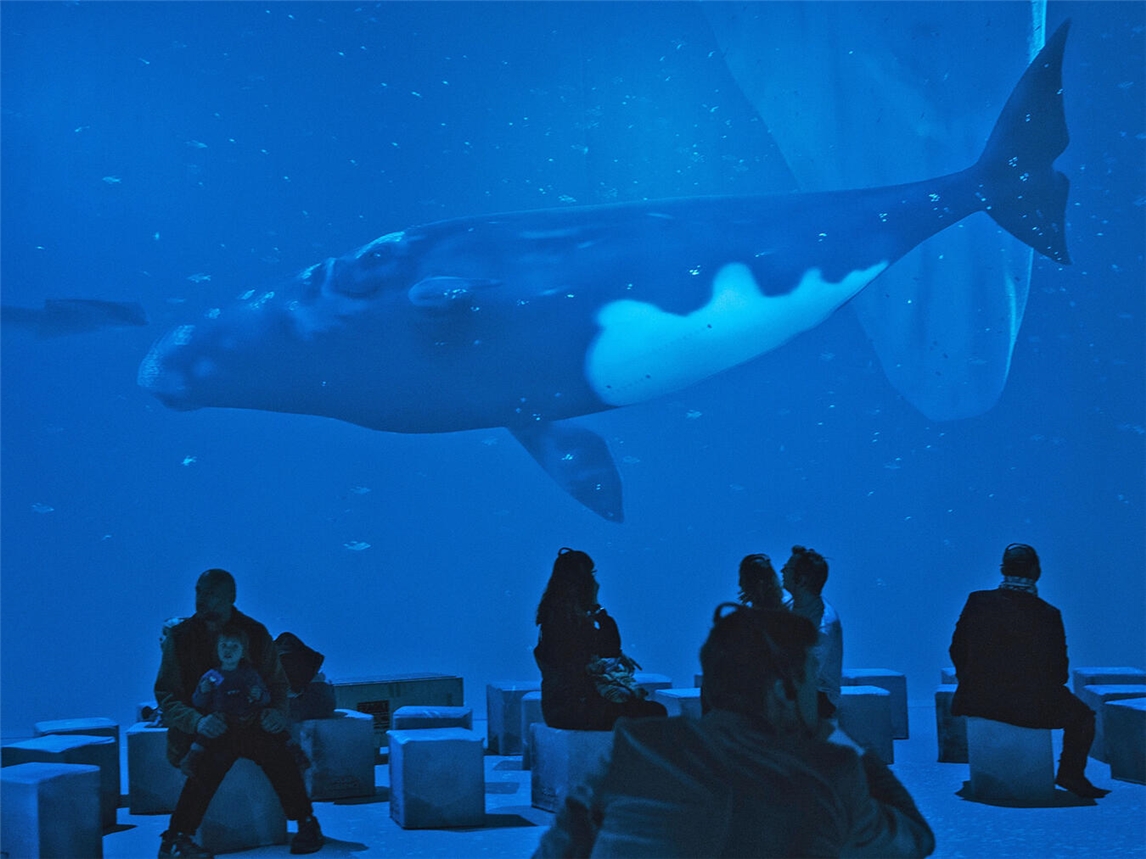 Die aktuelle Multimedia-Ausstellung „Polar Experience“ führt die Besucher in den Obex-Hallen in Oberhausen in die Welt von Arktis und Antarktis. Foto: Clara Marnette