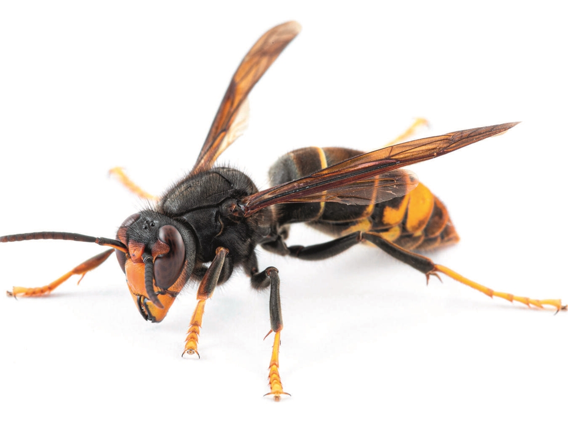 Die Asiatische Hornisse bedroht Bienen und andere Insekten. Foto: freepik.com