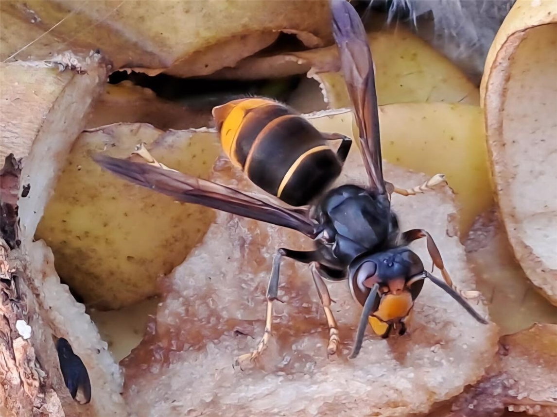 Die asiatische Hornisse ist eine Gefahr für die Honigbienen. Foto: Jürgen Wagenknecht