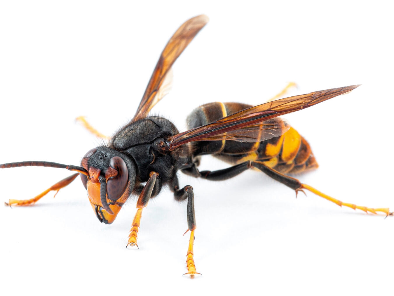 Die Asiatische Hornisse (Vespa velutina) breitet sich auch im Kreis Wesel weiter aus. Foto: privat