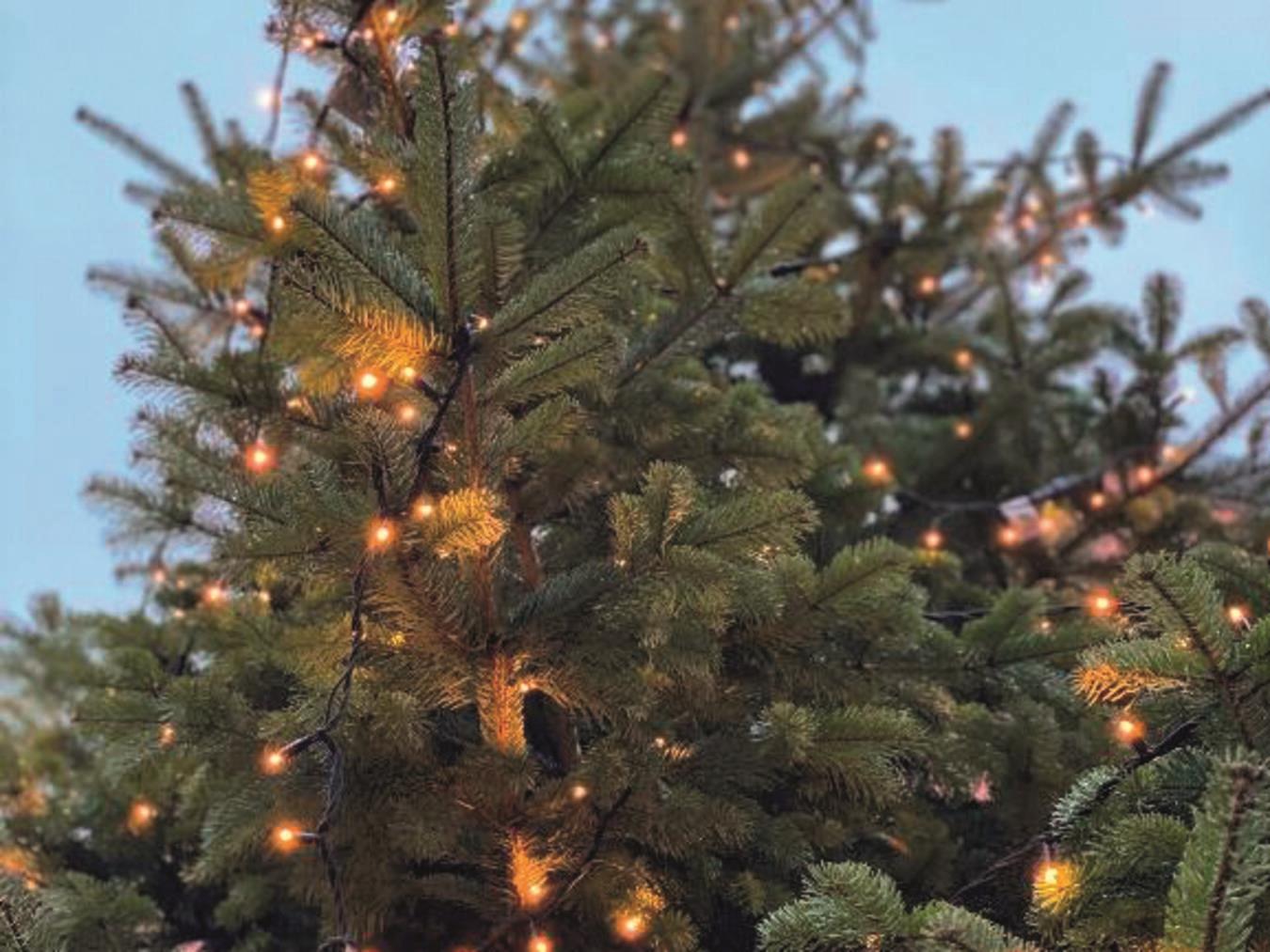 Die Bäume werden gegen eine Spende abgeholt. Foto:Wallfahrtsstadt Kevelaer