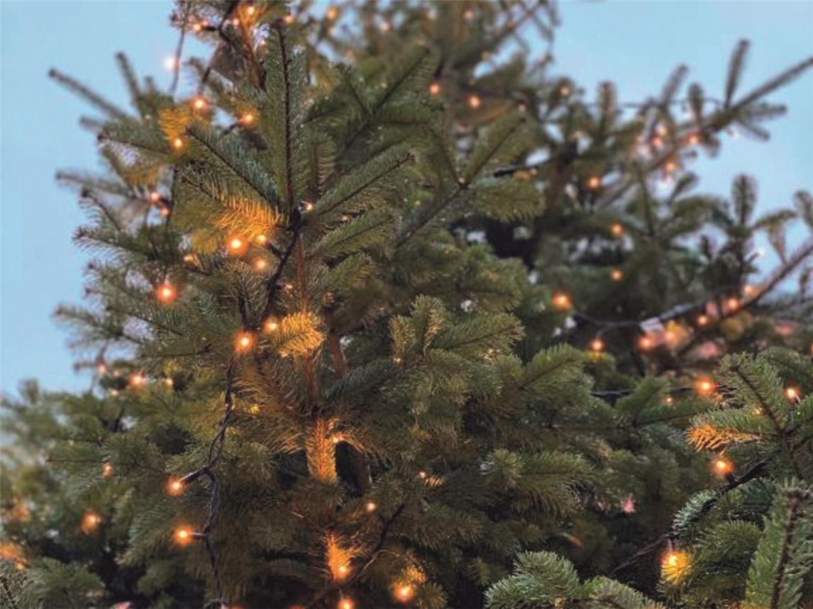 Die Bäume werden gegen eine Spende abgeholt. Foto:Wallfahrtsstadt Kevelaer