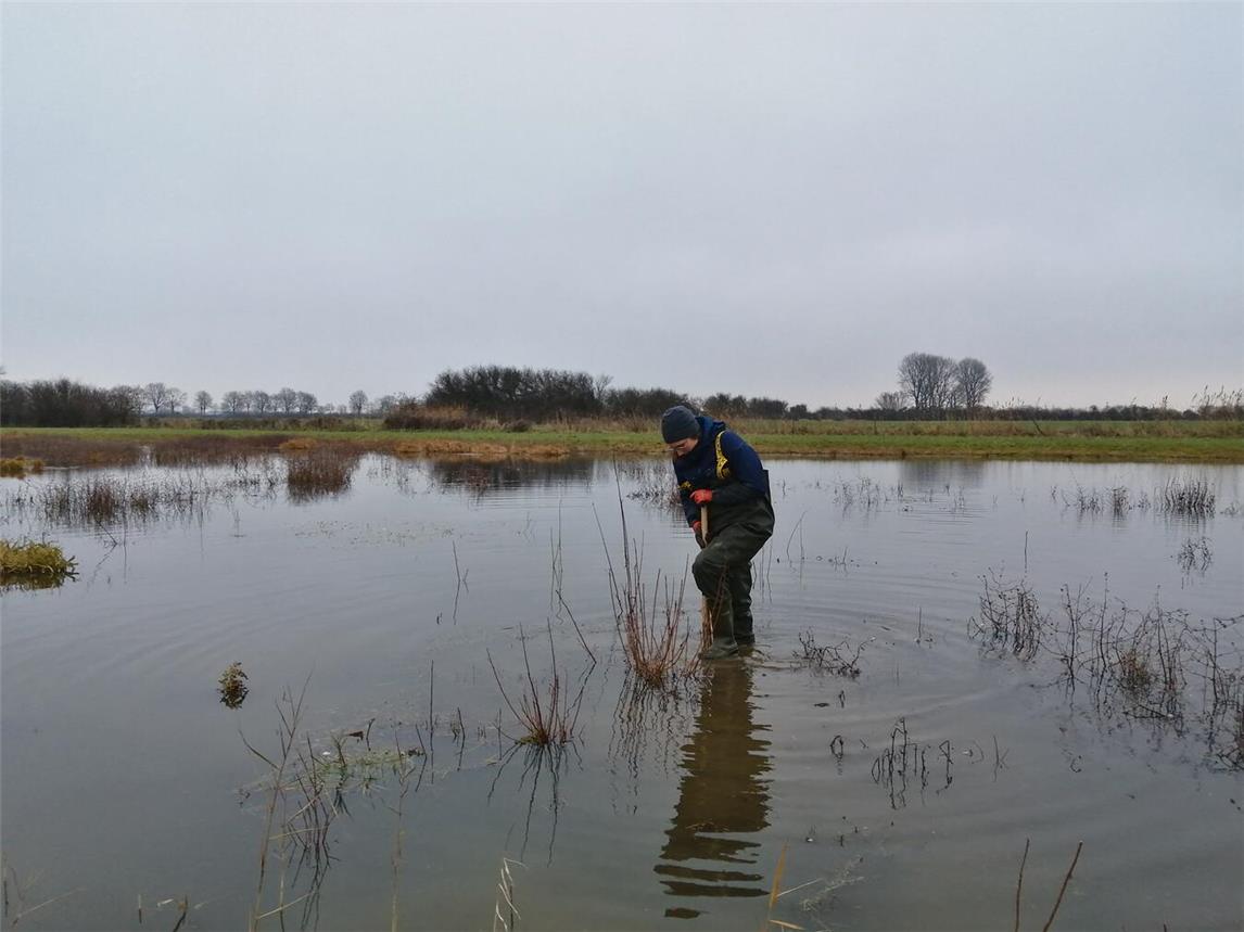 Die Baumsämlinge wachsen zum Teil im Wasser, deswegen werden für den Einsatz neben Spaten auch Wathosen zur Verfügung gestellt. Foto: Nabu-Naturschutzstation Niederrhein