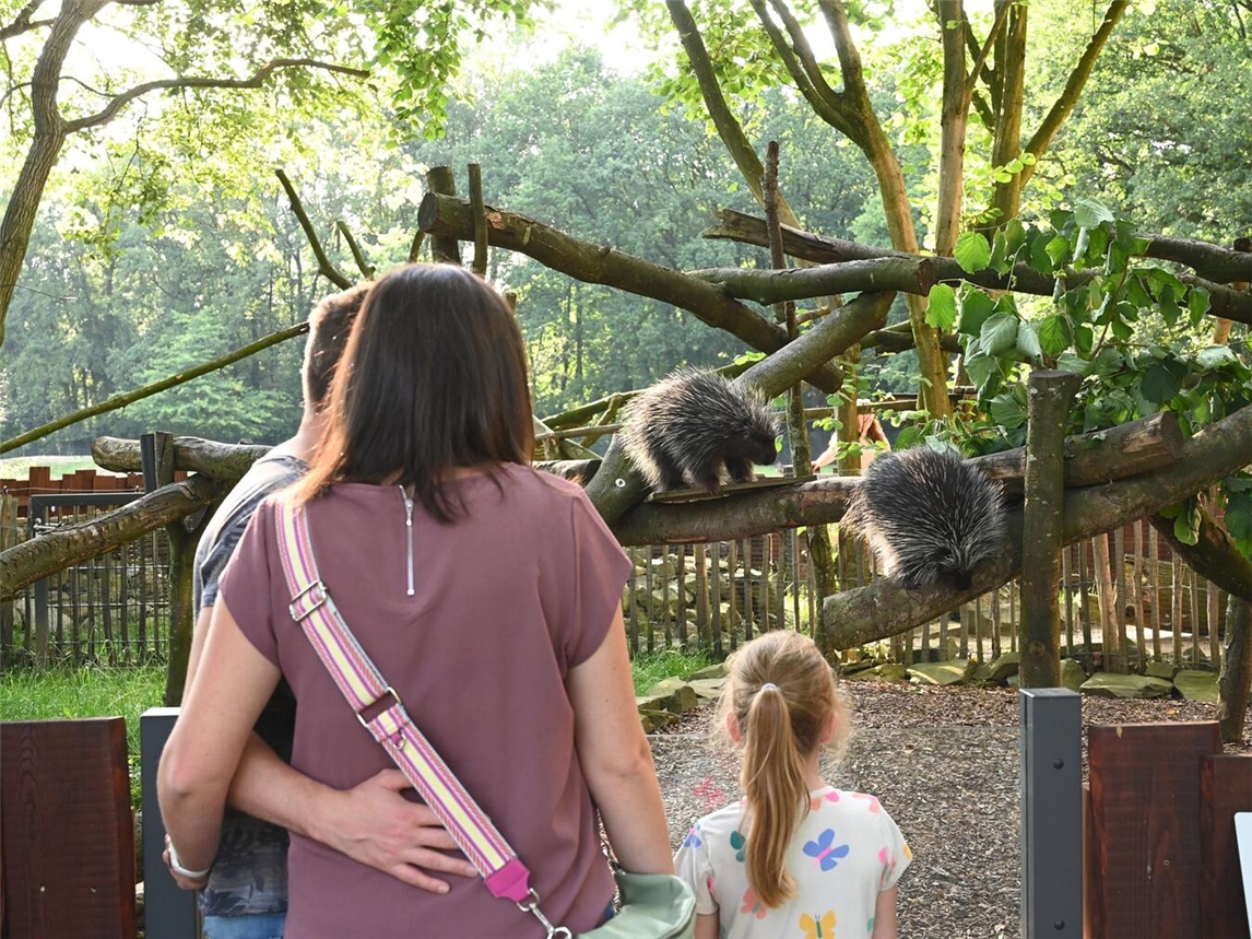 "Baumstachler in natürlicher Umgebung im Tiergarten Kleve, Zoo"