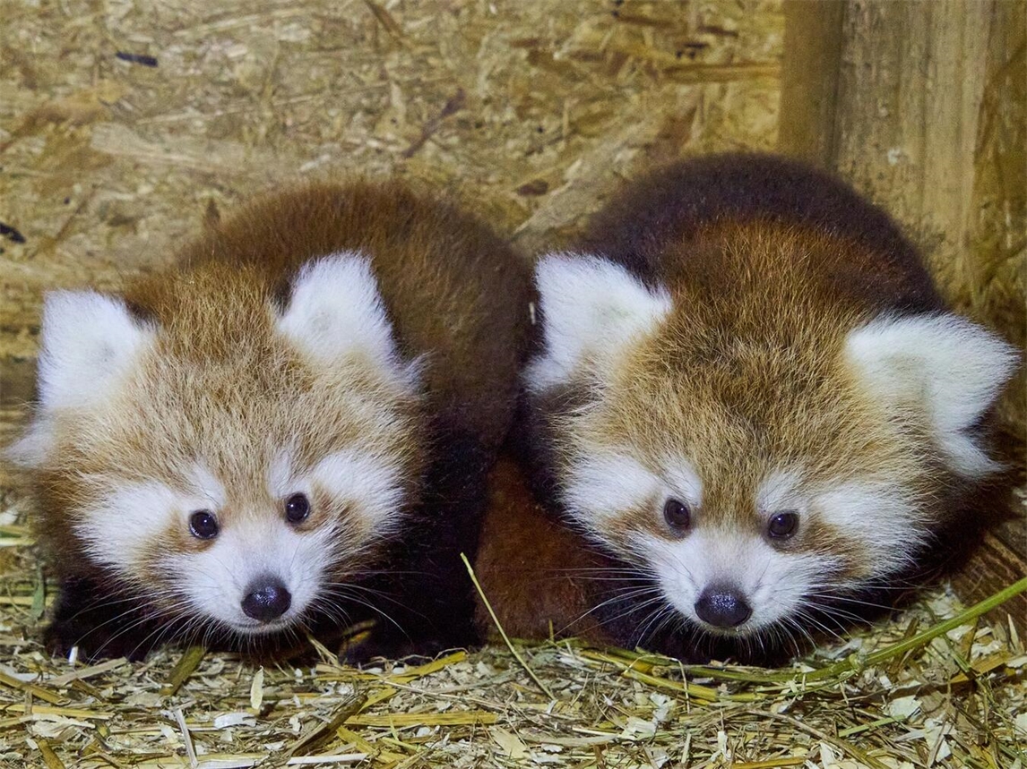 "Zwei Jungtiere von Kamala und Janak im Tiergarten Kleve, geboren am 21. Juni, zeigen gesunde Entwicklung."