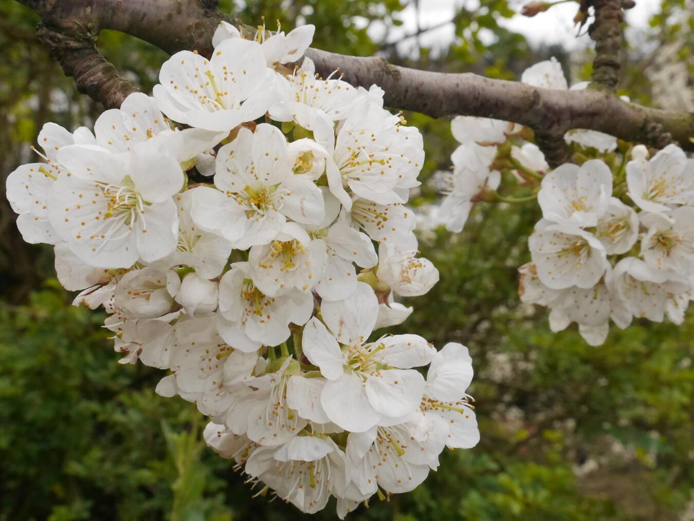 Die Blüte von „Honigs Bunte Herzkirsche“. Foto: privat