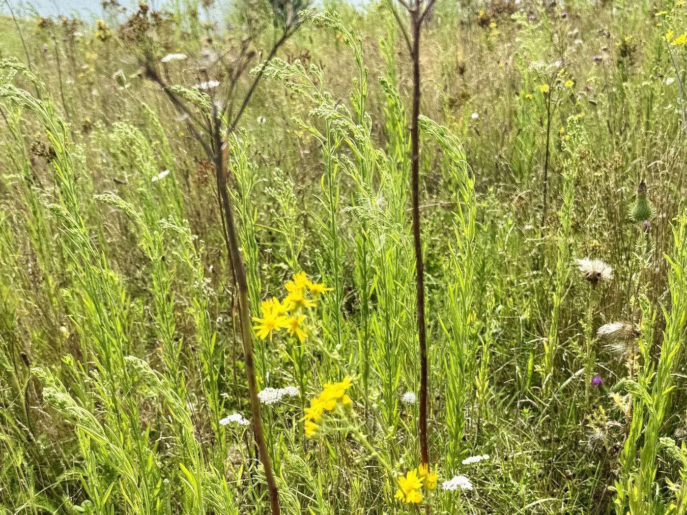 Die Blüten des Jakobs-Kreuzkrauts wurden oben bereits von den Raupen des Blutbäres abgefressen. NN-Foto: SP