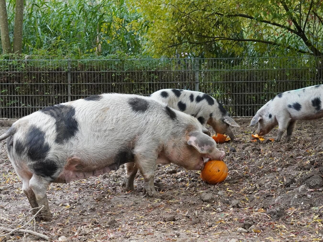 Tiergarten Kleve startet in die Wintersaison Bunte Bentheimer Schweine mit Kürbissen zum Halloweenfest im Freien.
