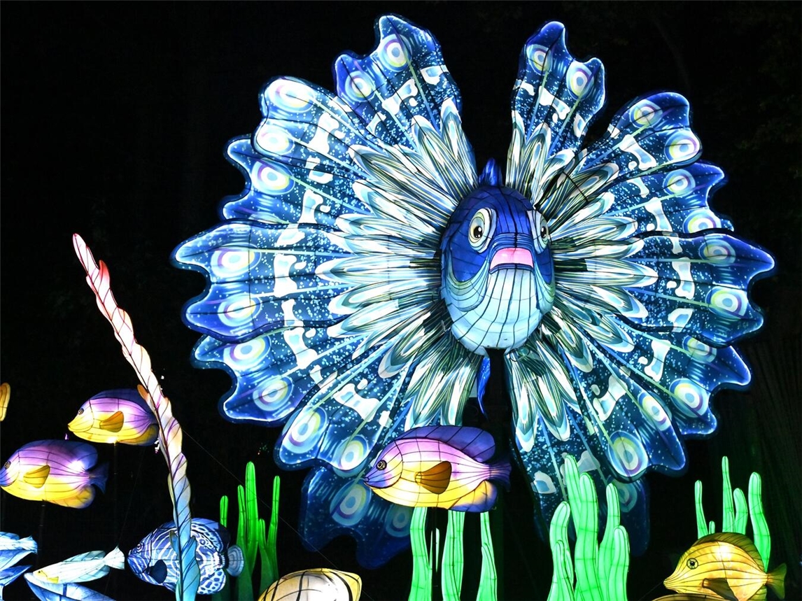 Die China Lights Kleve starten in den Endspurt. Foto: Tiergarten Kleve