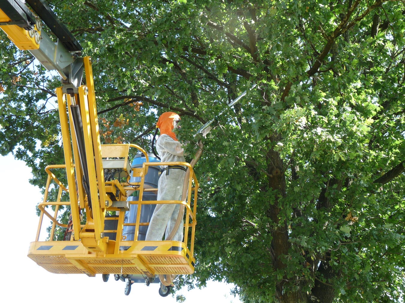 "Biologische Bekämpfung von Eichenprozessionsspinnern mit Spritzmittel, Stadt Geldern"