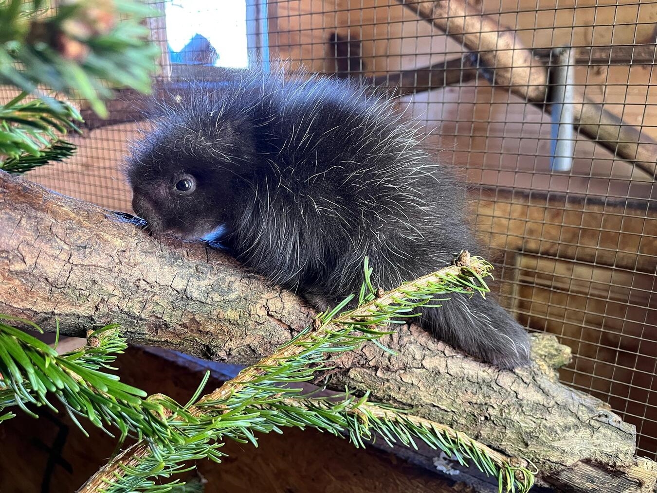 "Jungtier von Bruce und Birgit im Tiergarten Kleve, umgeben von natürlicher Umgebung."