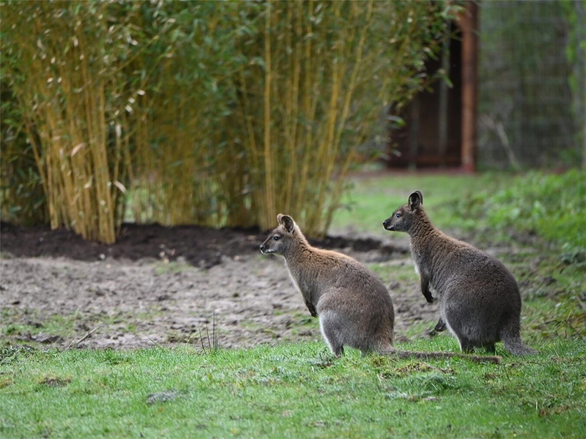 "Eingezogene Bennettkängurus im Tiergarten Kleve"