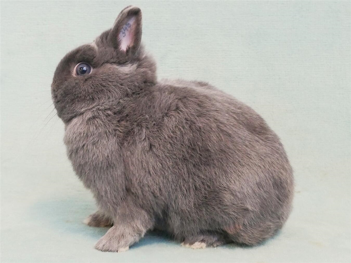 Die Farbenzwerge blau sind die Rasse des Jahres 2025. Foto: privat