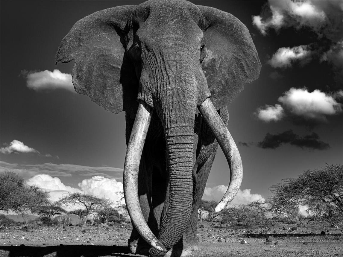Die faszinierenden Schwarz-Weiß-Fotografien strotzen nur so voller Details. Foto: lb2020
