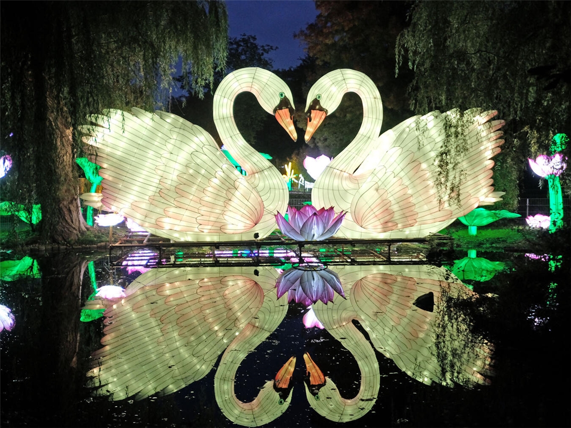 Die größten Schwäne der Schwanenstadt laden zum Staunen ein. NN-Foto: Rüdiger Dehnen