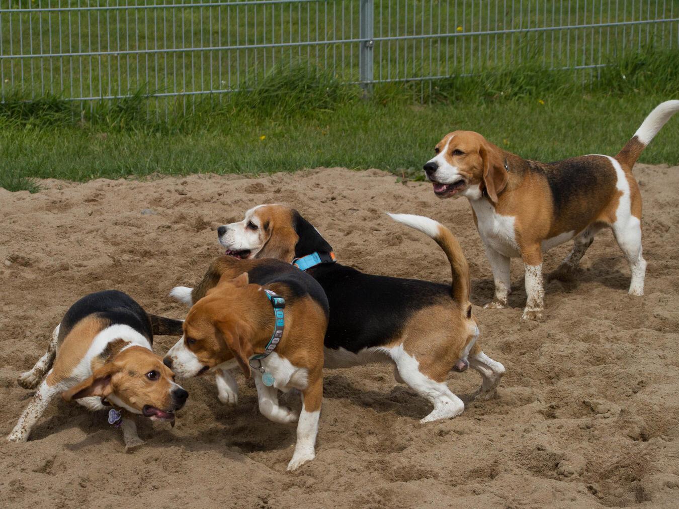 Die Hunde haben Platz zum Toben. Foto: Michaela Franzok