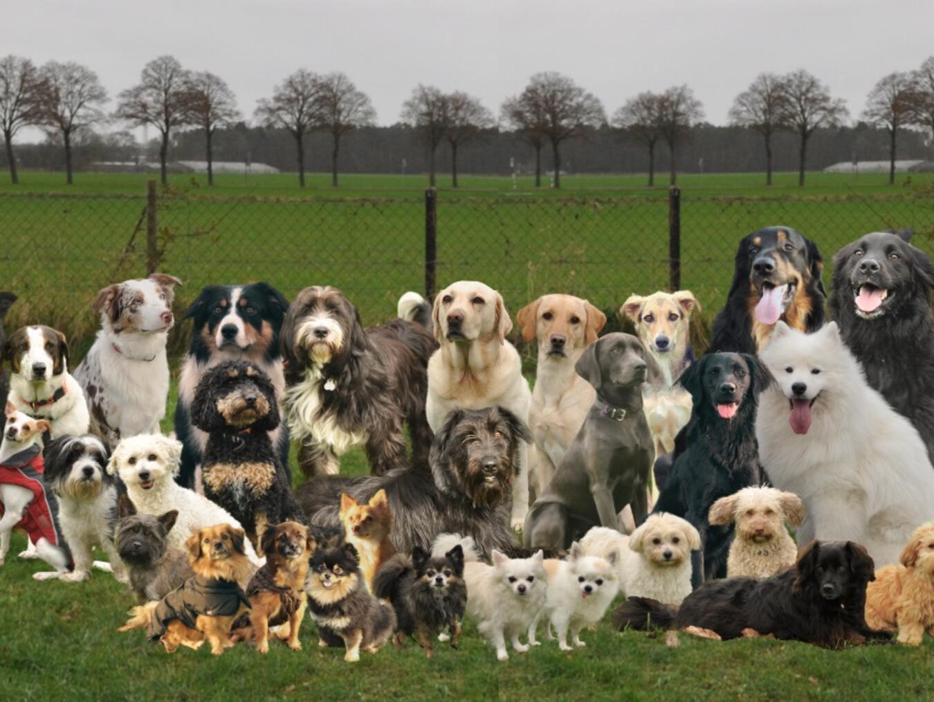 Die Hundegruppe trifft sich immer sonntags. Foto: Carina Franz