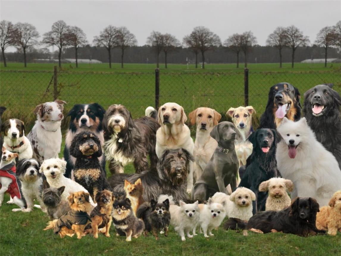 Die Hundegruppe trifft sich immer sonntags. Foto: Carina Franz