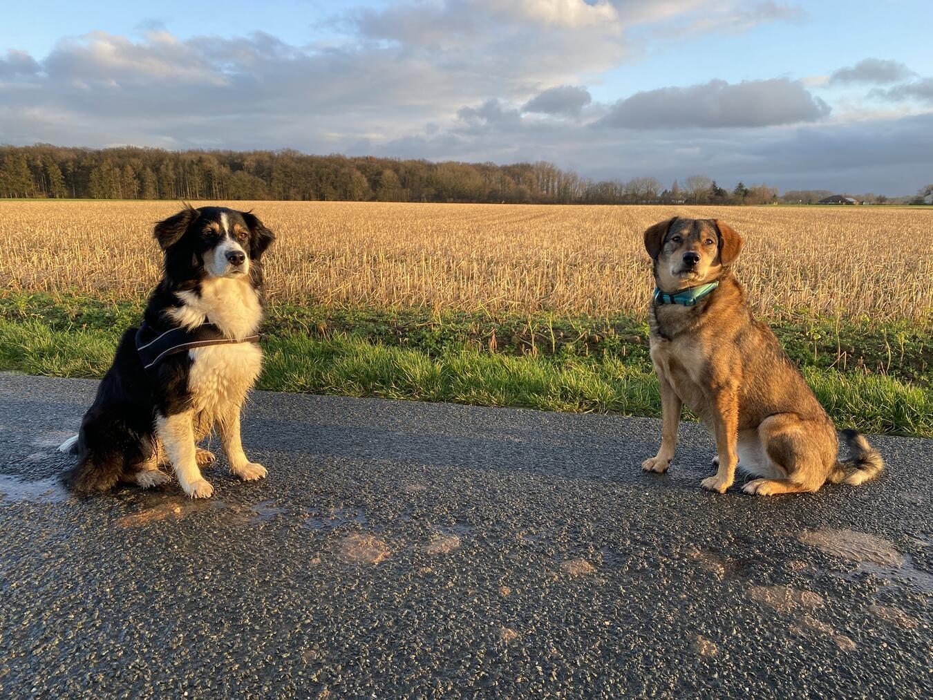 "Golden Retriever spielt im Park, Hundesteuer fällig 1. Juli, Foto von Brey"