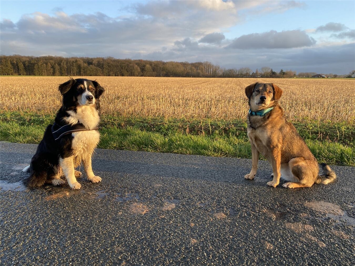 "Golden Retriever spielt im Park, Hundesteuer fällig 1. Juli, Foto von Brey"