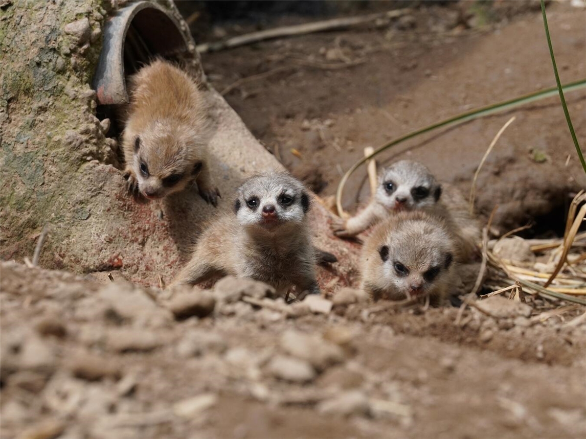 Junge Erdmännchen erkunden neugierig ihre Anlage im Tiergarten Kleve.