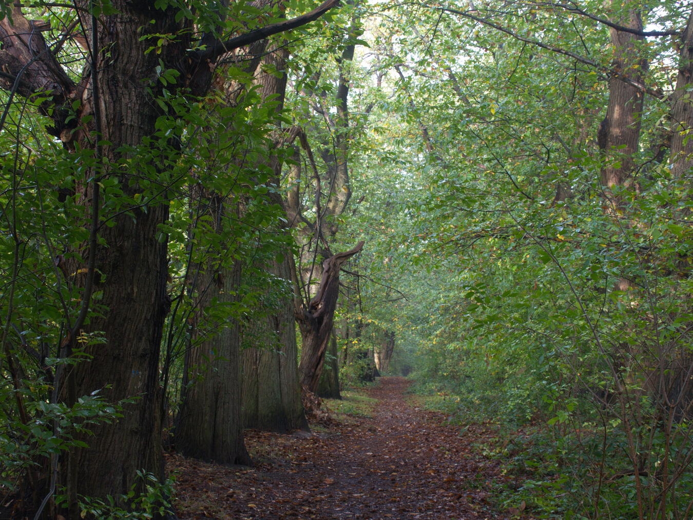 Spaziergang im Tiergartenwald Die Kastanienallee, eine Perle des Tiergartenwaldes. Foto: Dietrich Cerff