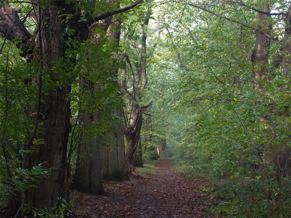Die Kastanienallee, eine Perle des Tiergartenwaldes. Foto: Dietrich Cerff