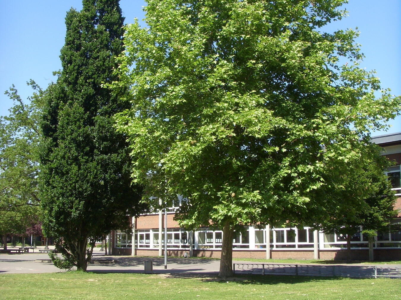 "Angepasste Baumschutzsatzung in Kevelaer, Symbol des Naturschutzes, Foto der Stadt Kevelaer"