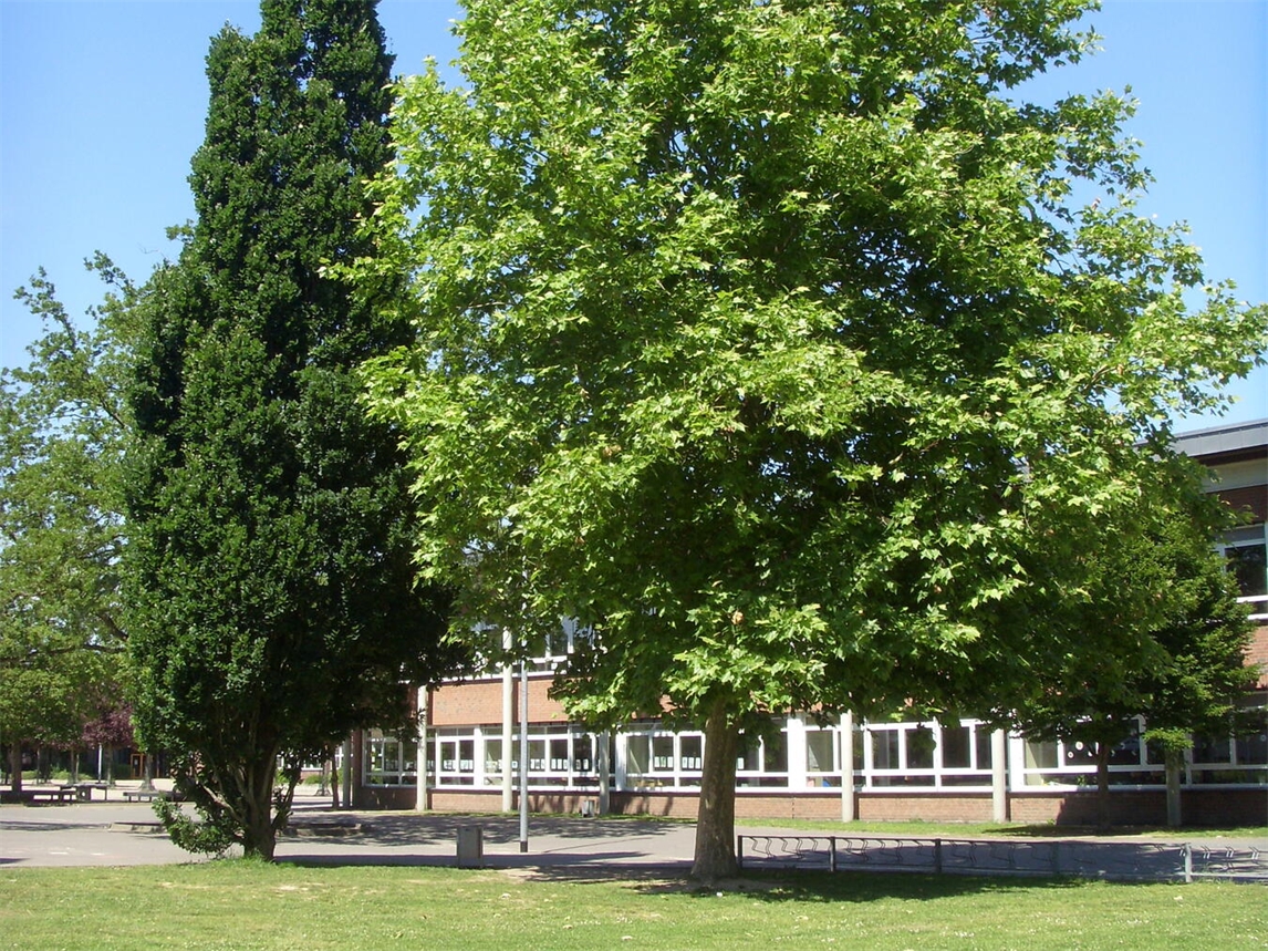 "Angepasste Baumschutzsatzung in Kevelaer, Symbol des Naturschutzes, Foto der Stadt Kevelaer"