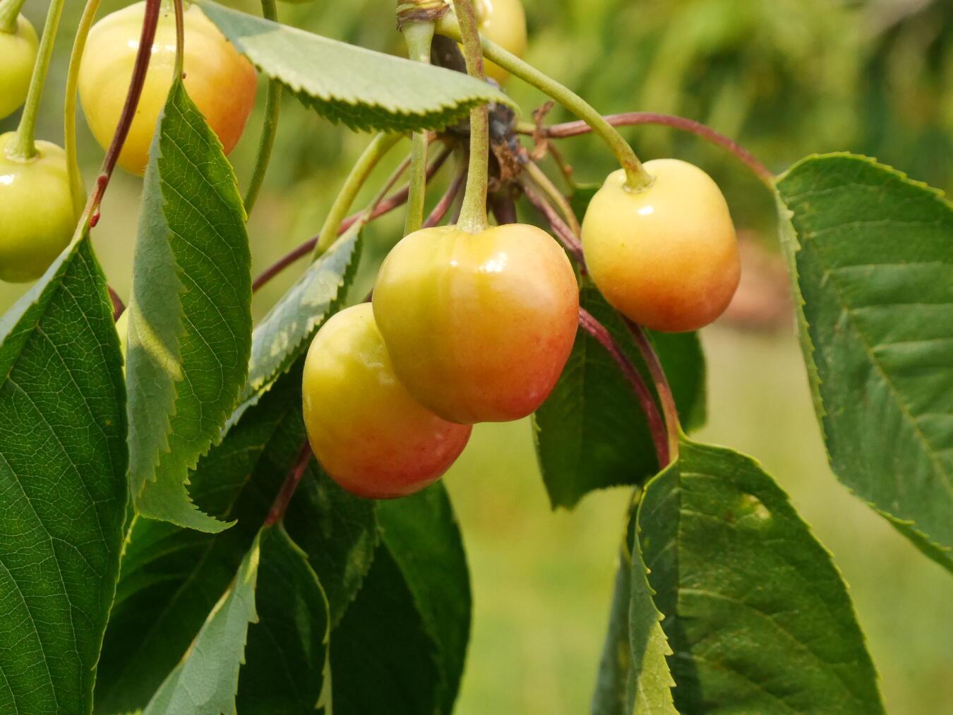 Die Kirschen vermarktet Ernst Honig regional. Foto: privat